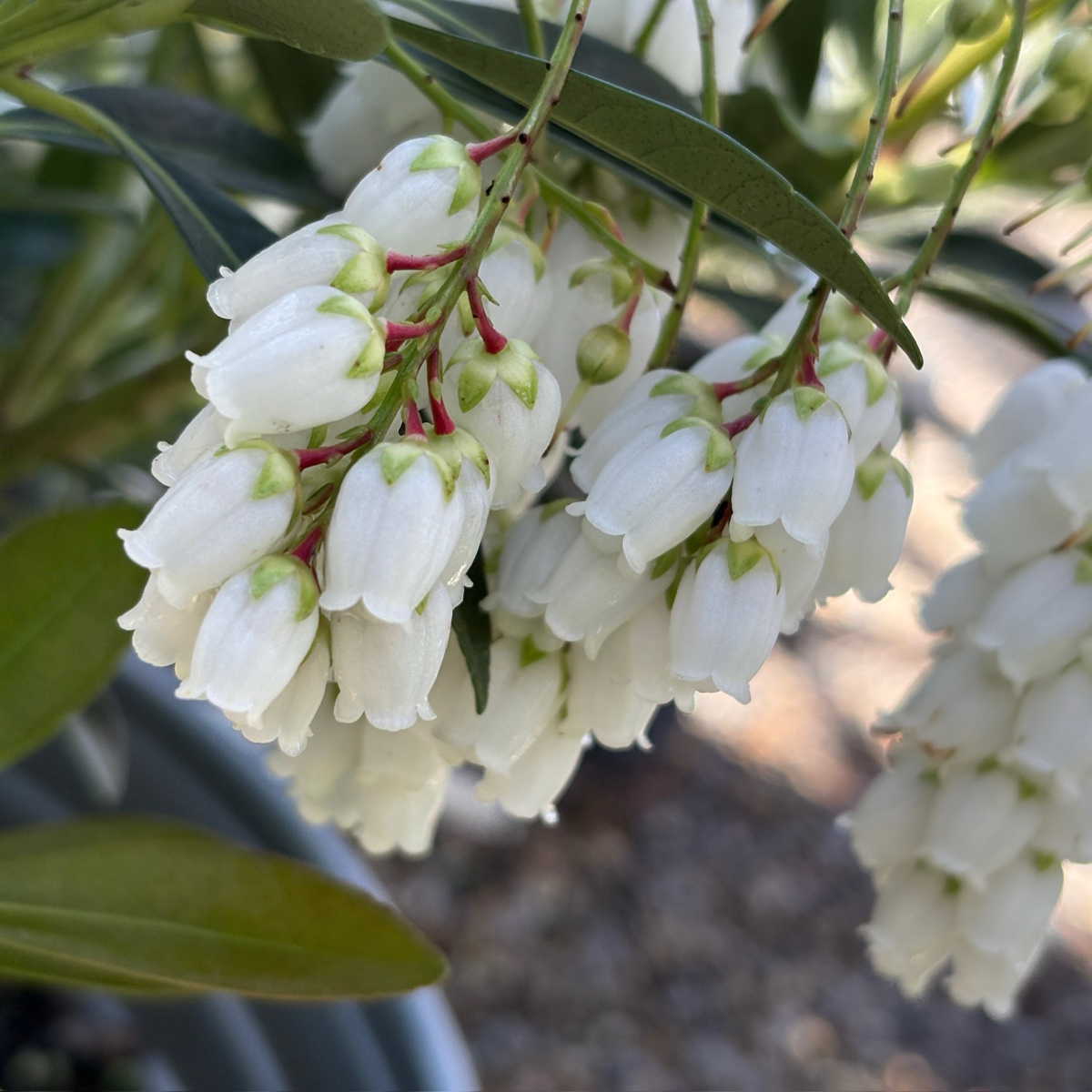 Flaming Silver Lily of the Valley