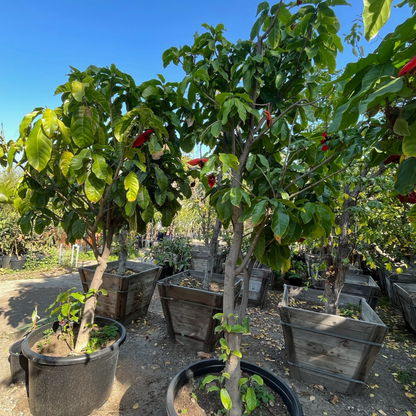 Rare fruit tree - Eichhornia crassipes/Sterculia serrata