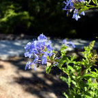 蓝雪花-皇家斗篷