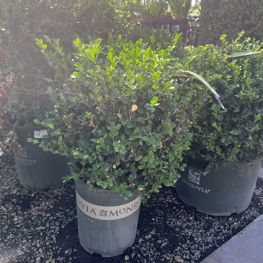 Japanese Boxwood