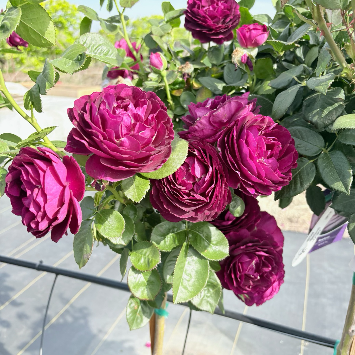 Twilight Zone Rose