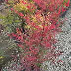 Heavenly Bamboo