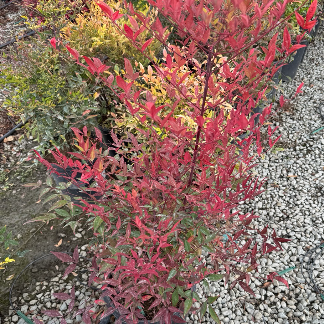 Heavenly Bamboo