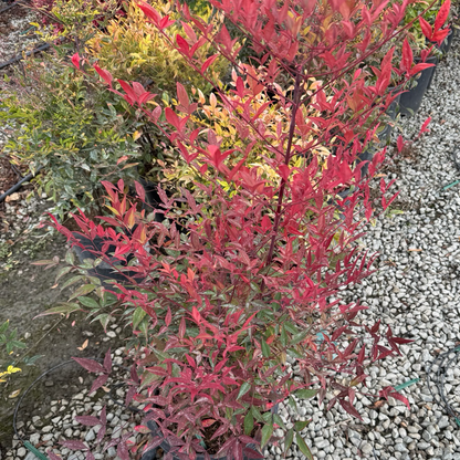 Nandina domestica 