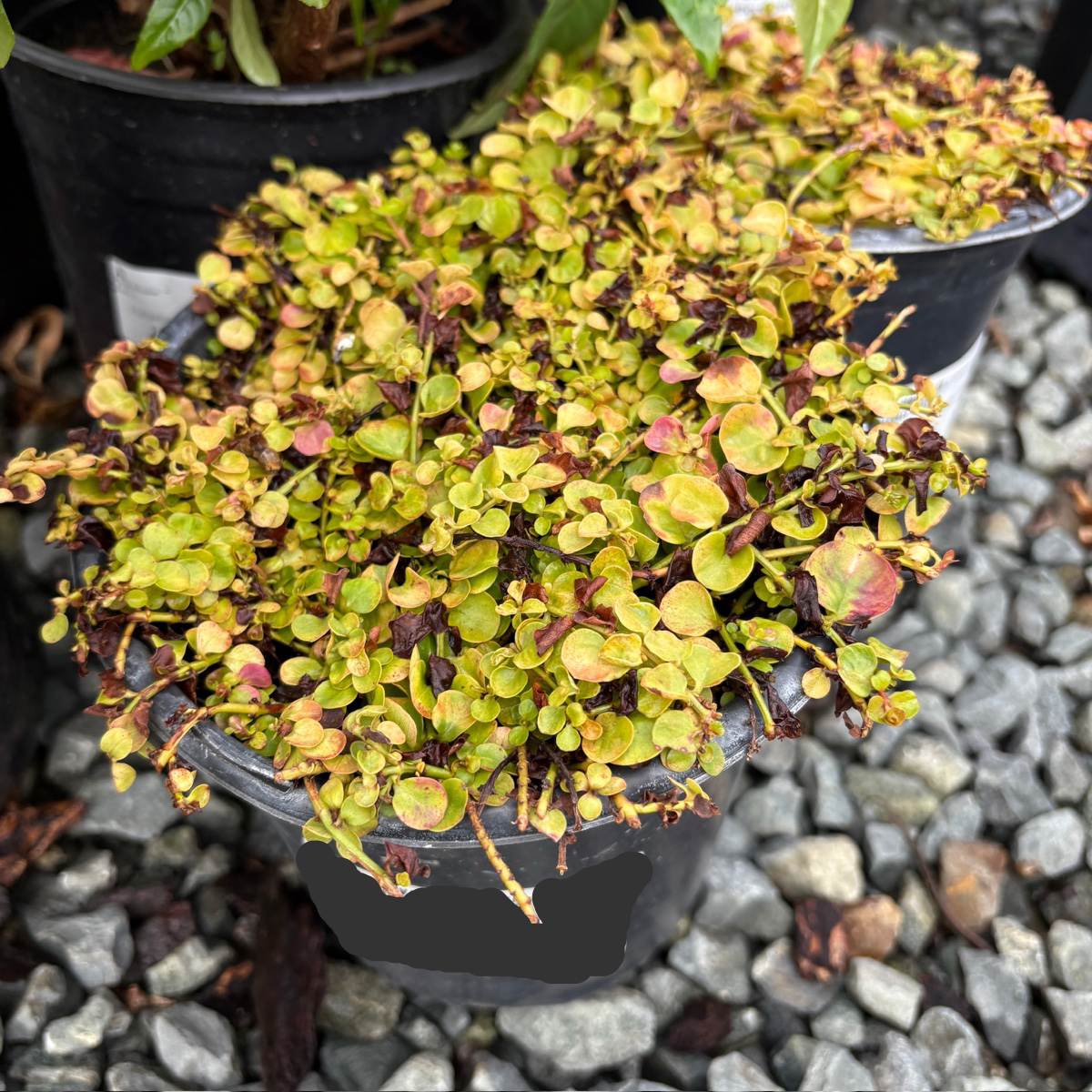 Moneywort Creeper Gold
