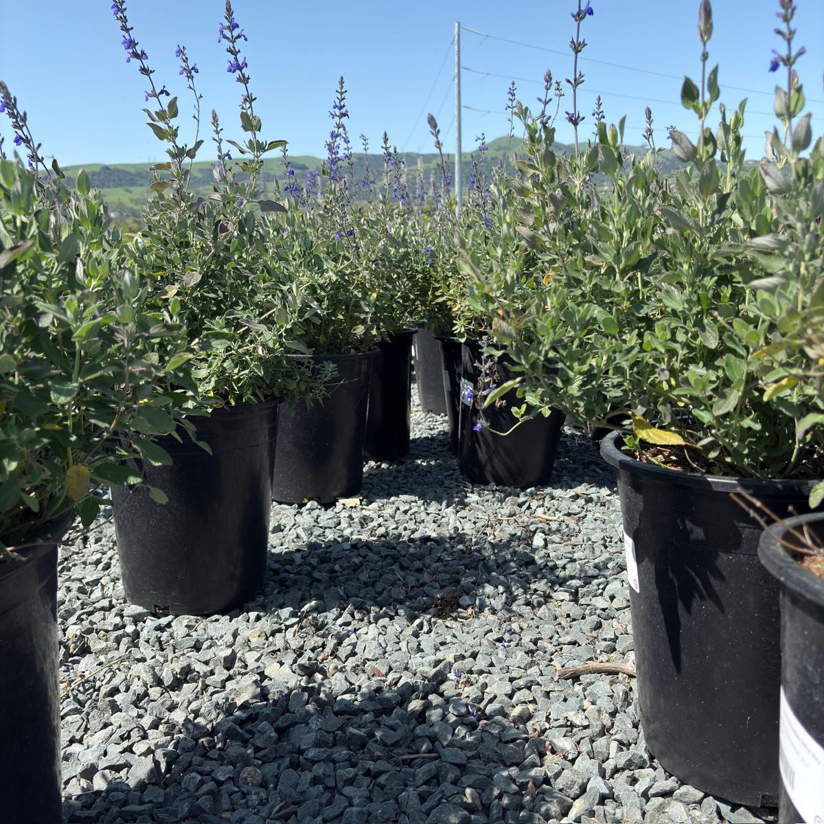Marine Blue Germander Sage