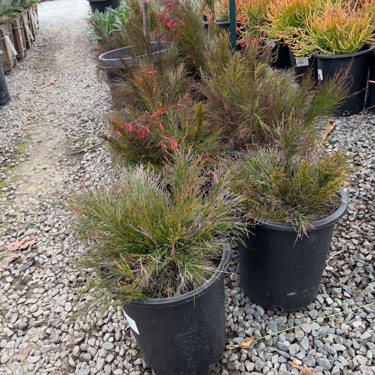 Firecracker Plant