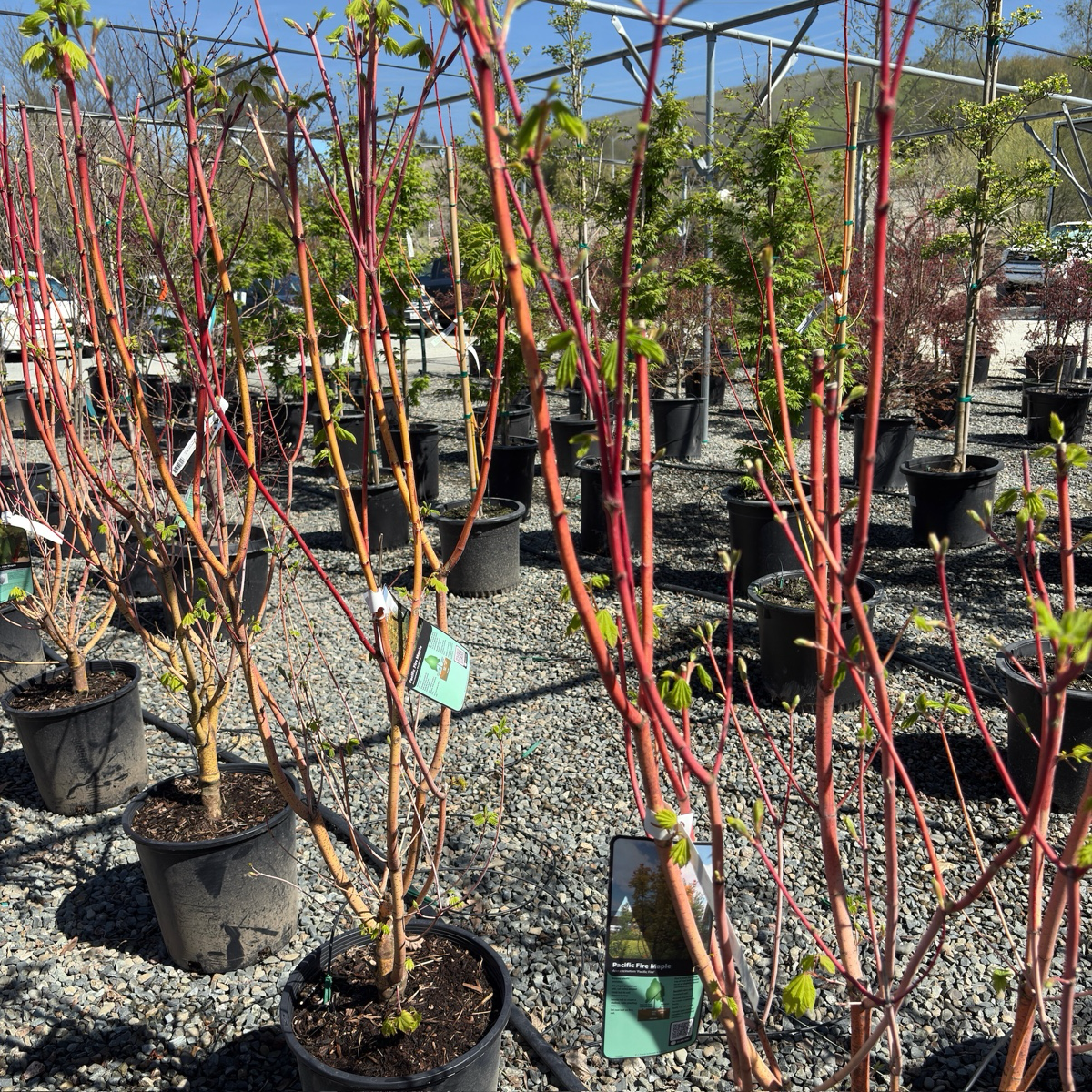 Pacific Fire Vine Maple