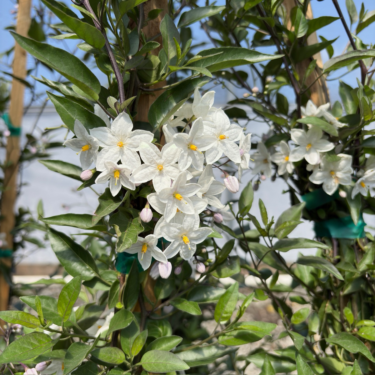 白悬星花