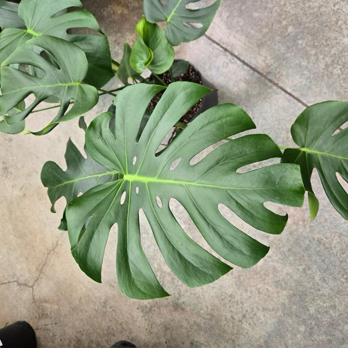 Split leat Philodendron