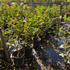 壮花月季-盛装出席