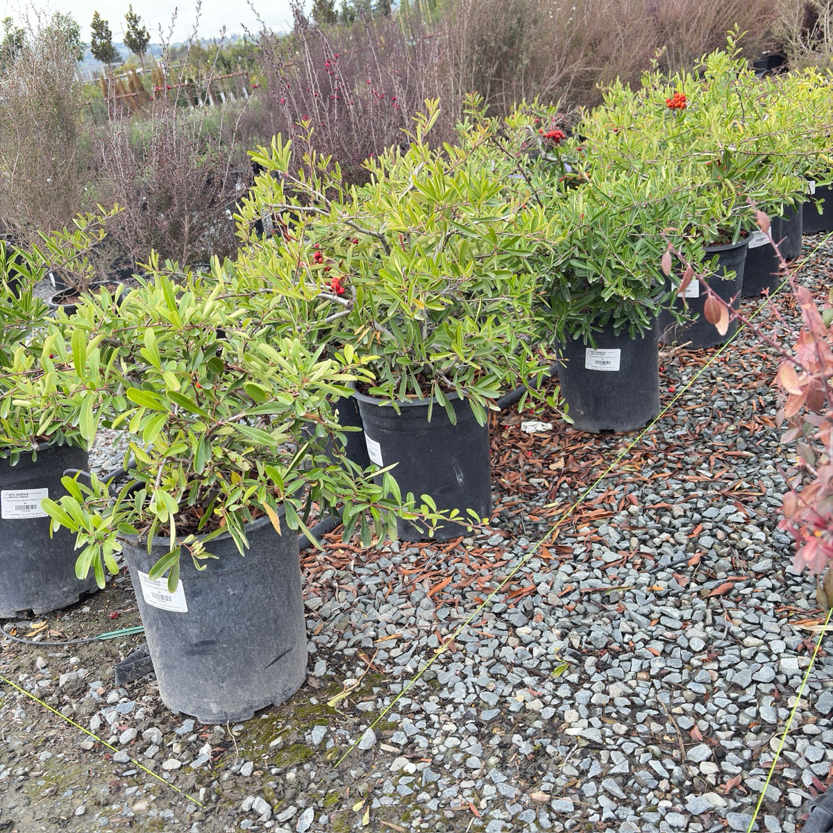 Formosa Firethorn