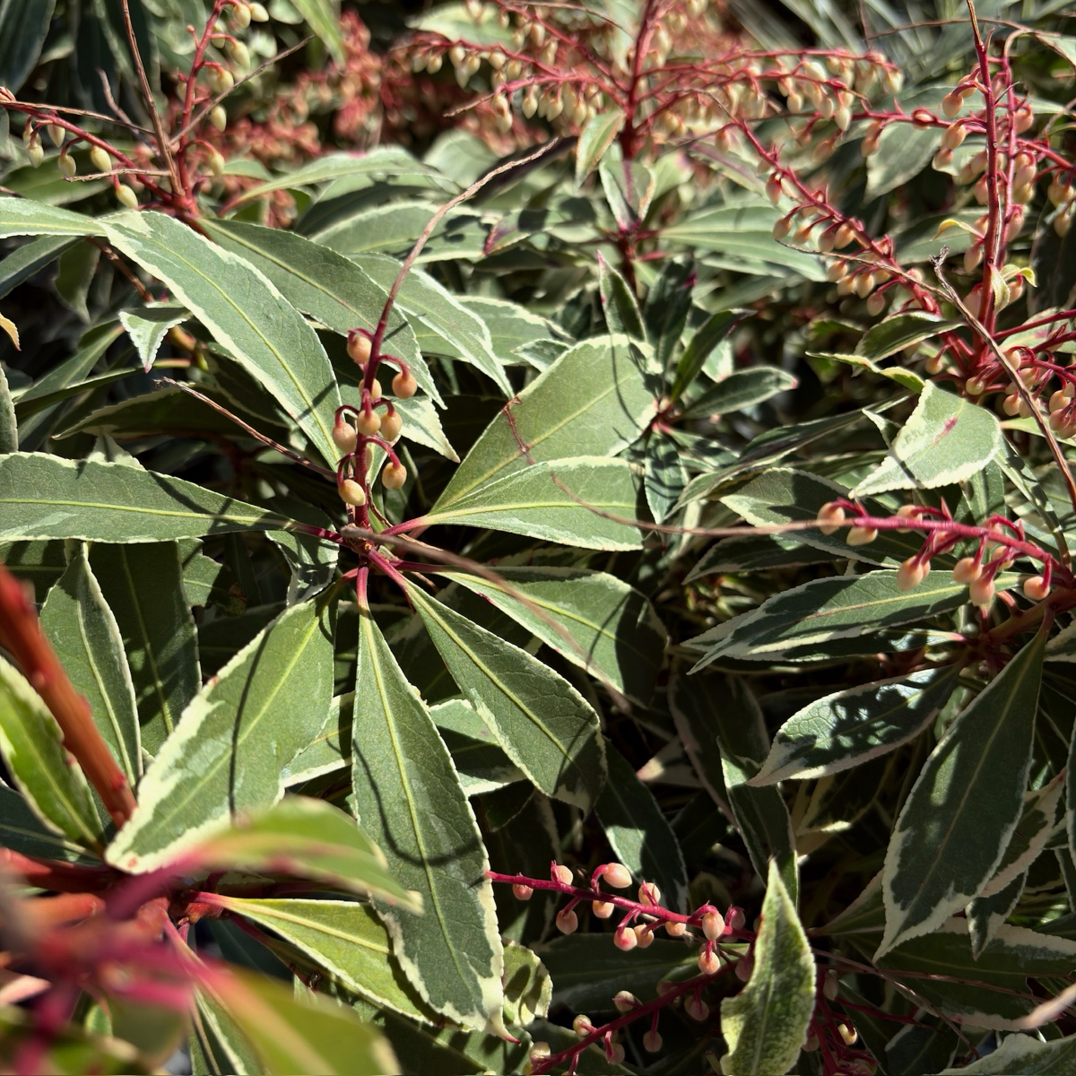马醉木-银火