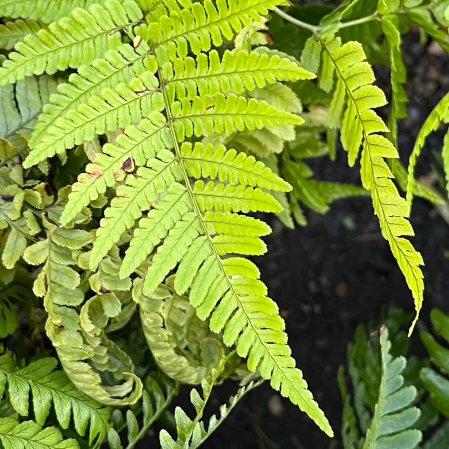 Brilliance Autumn Fern