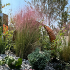 Pink Muhly Grass