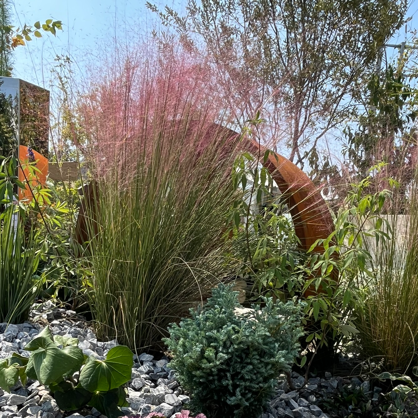 Pink Muhly Grass