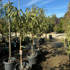 Giant Fuyu Persimmon
