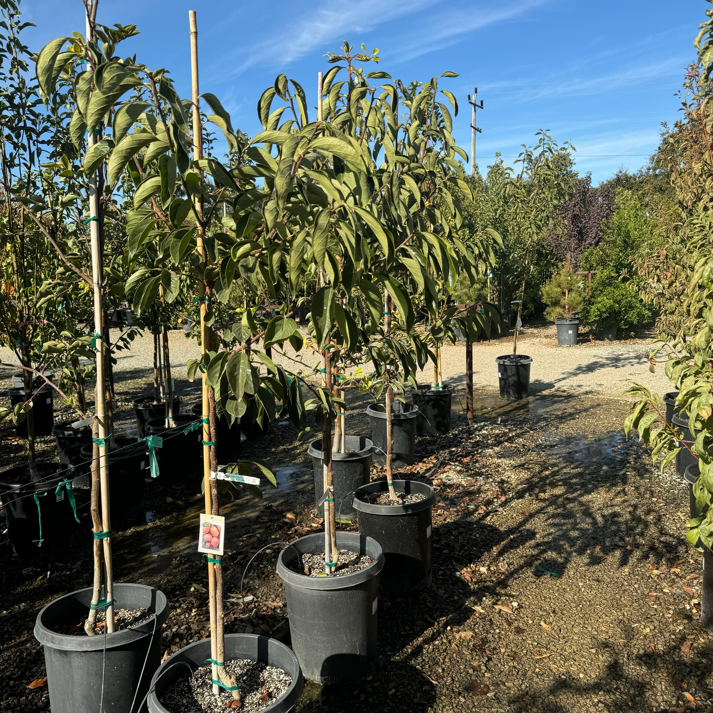 Persimmon Tree - Giant Rich Crisp Persimmon