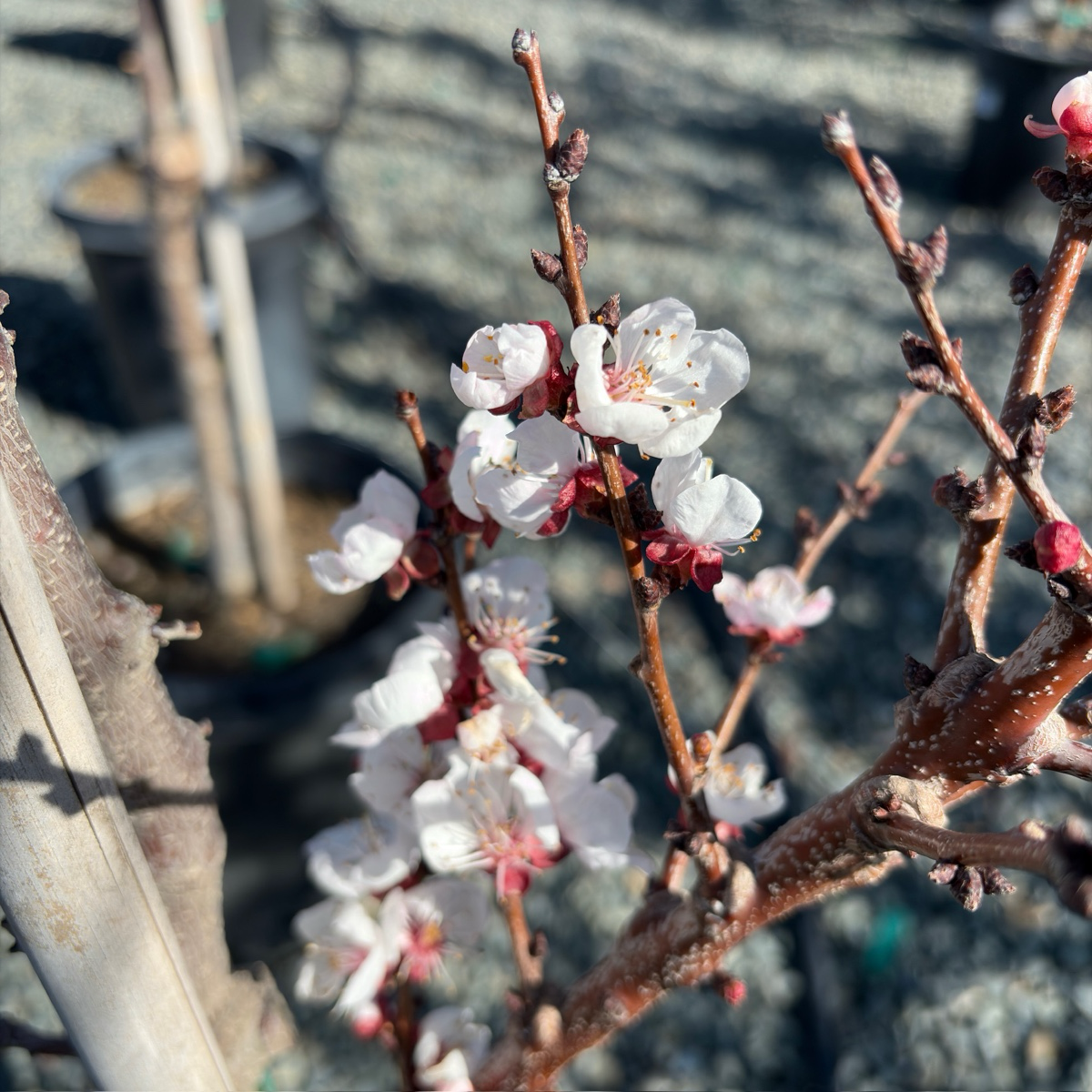 Moorpark Apricot