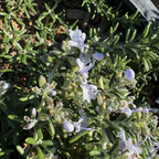 Prostrate Rosemary