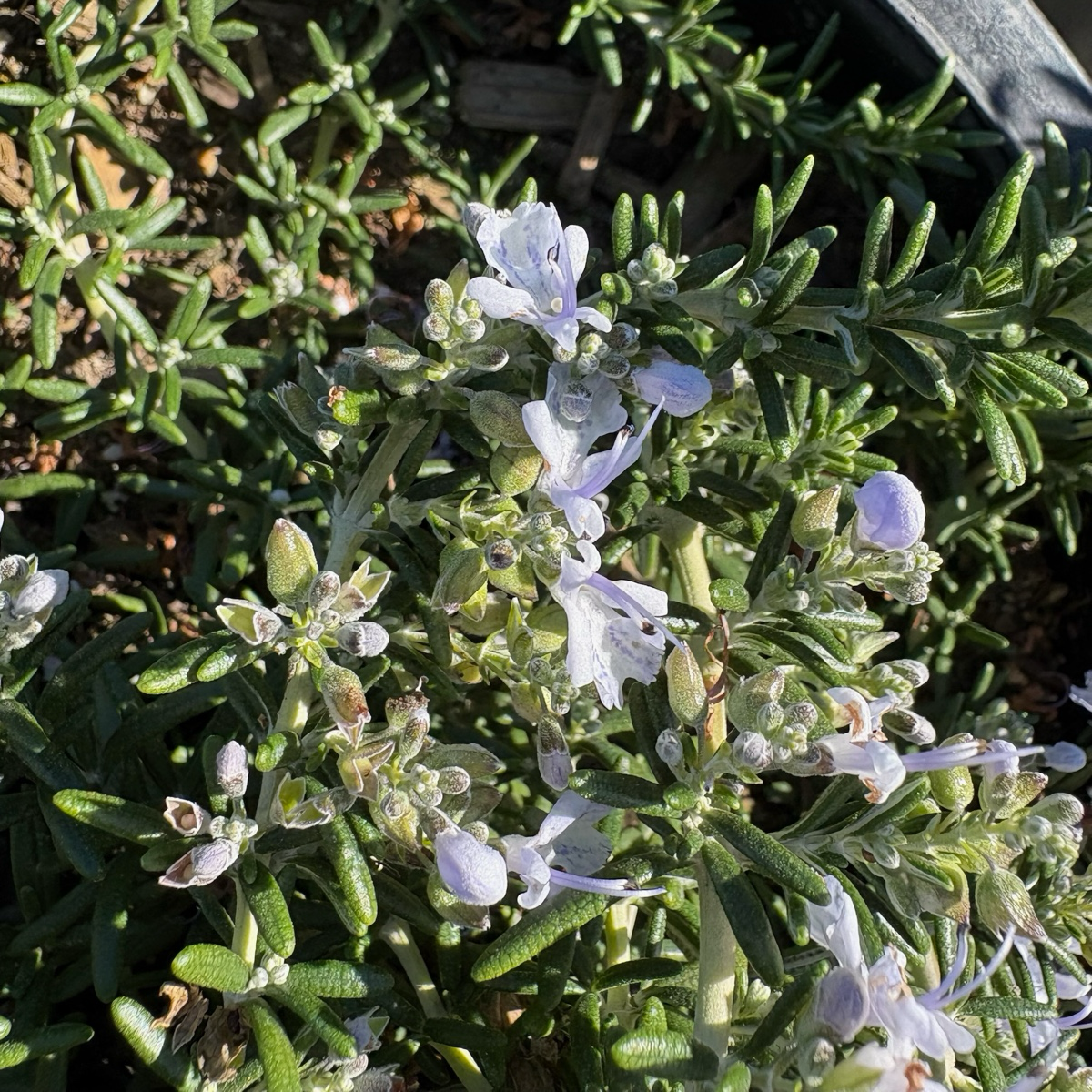 Prostrate Rosemary