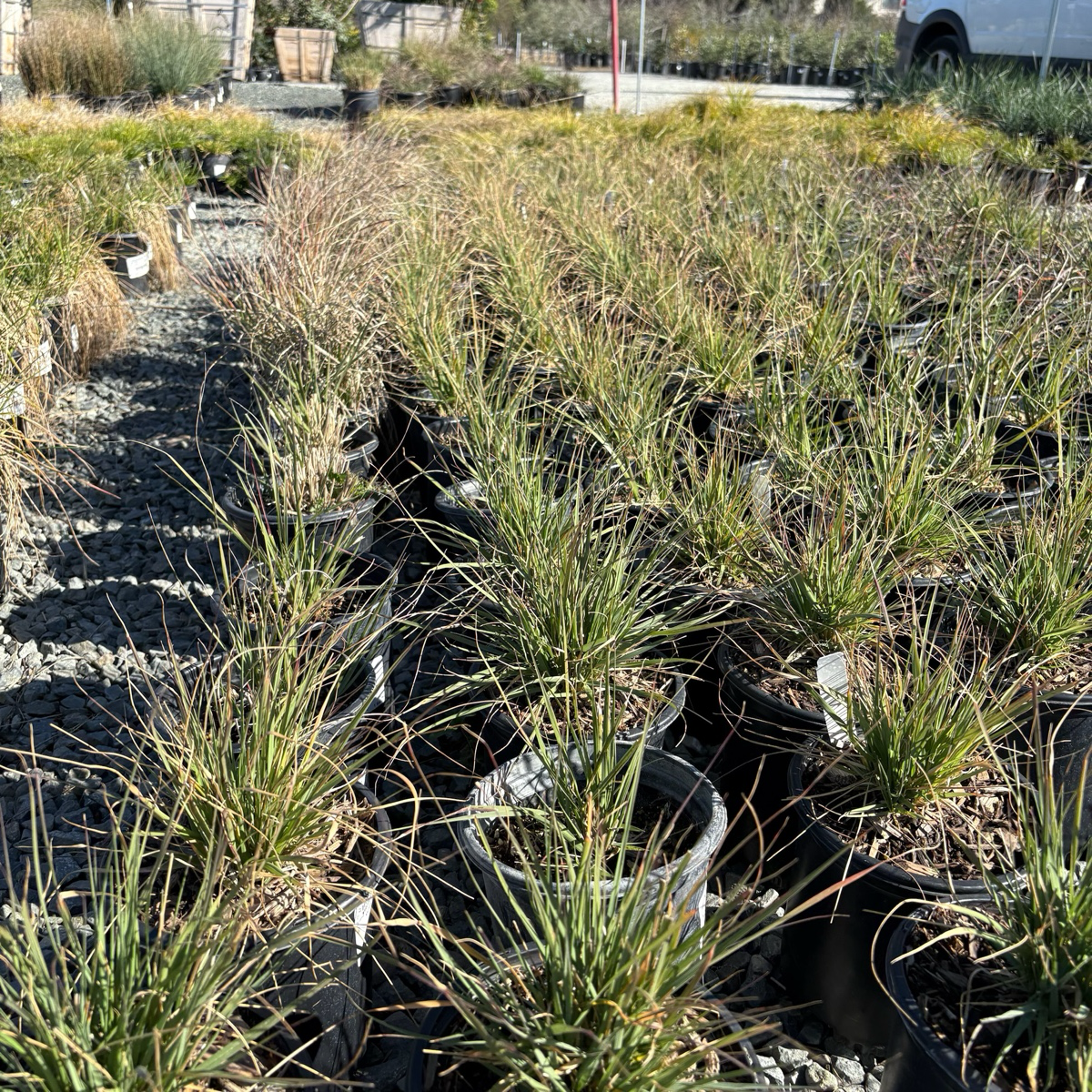 Deer Grass