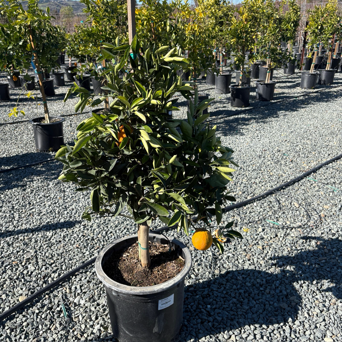 纽荷尔脐橙