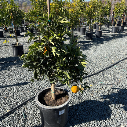纽荷尔脐橙