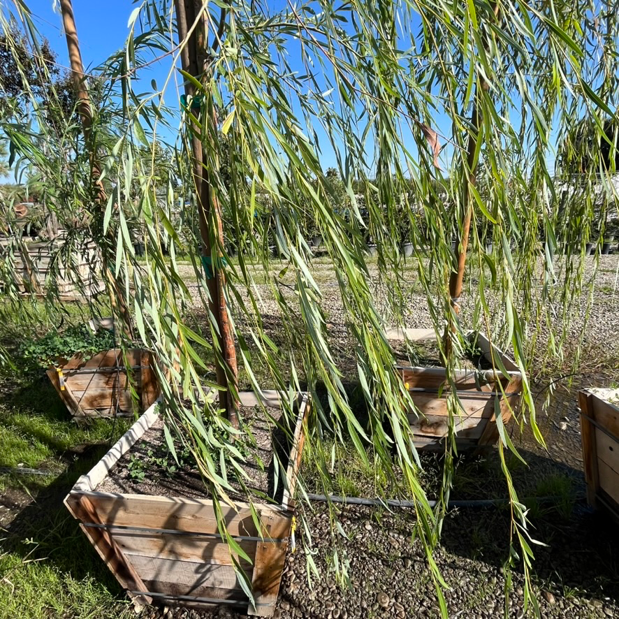 Weeping Willow