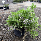 荆芥-步行者猫薄荷