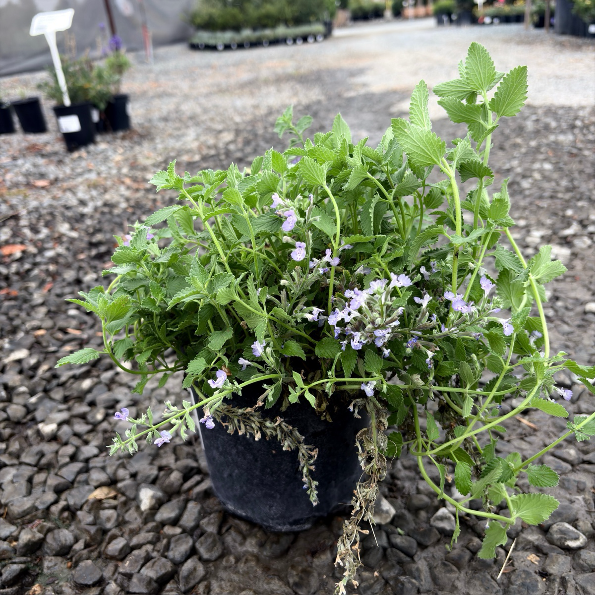 荆芥-步行者猫薄荷