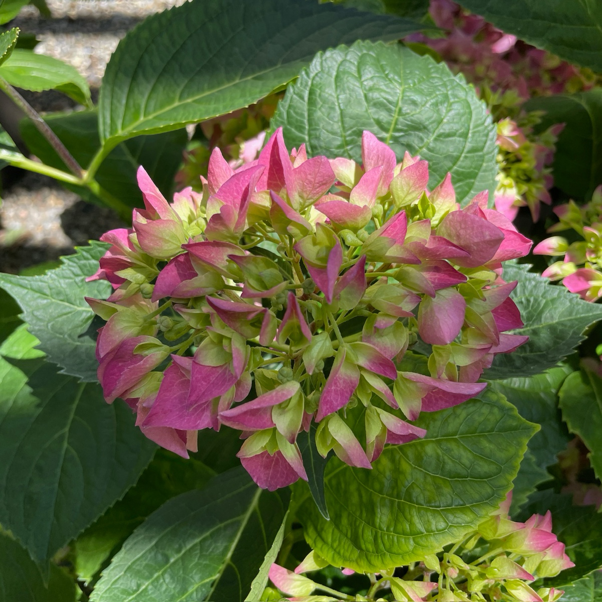 Arriba Let's Dance®  Hydrangea 