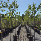 Mulberry Fruitless