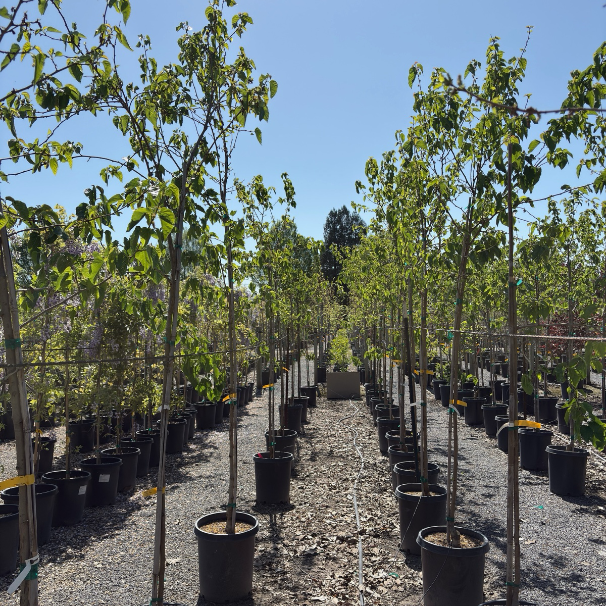 Mulberry Fruitless