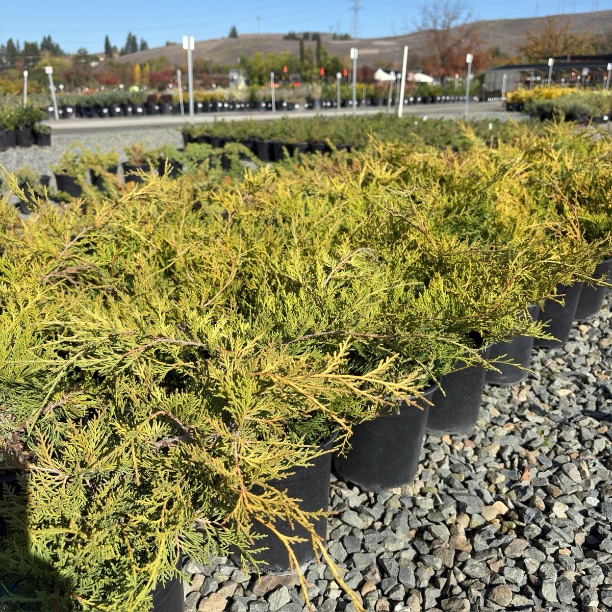 Dwarf Japanese Garden Juniper