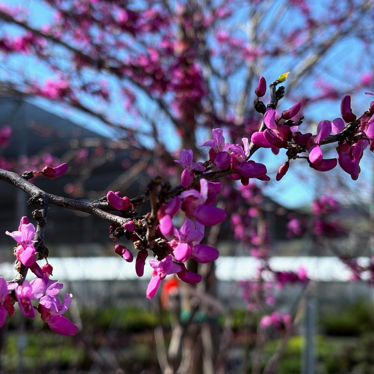 Avondale Redbud