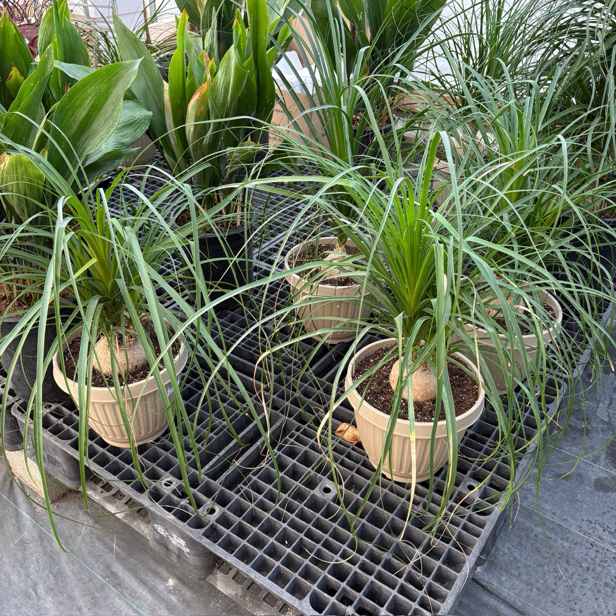Pony Tail  Palm
