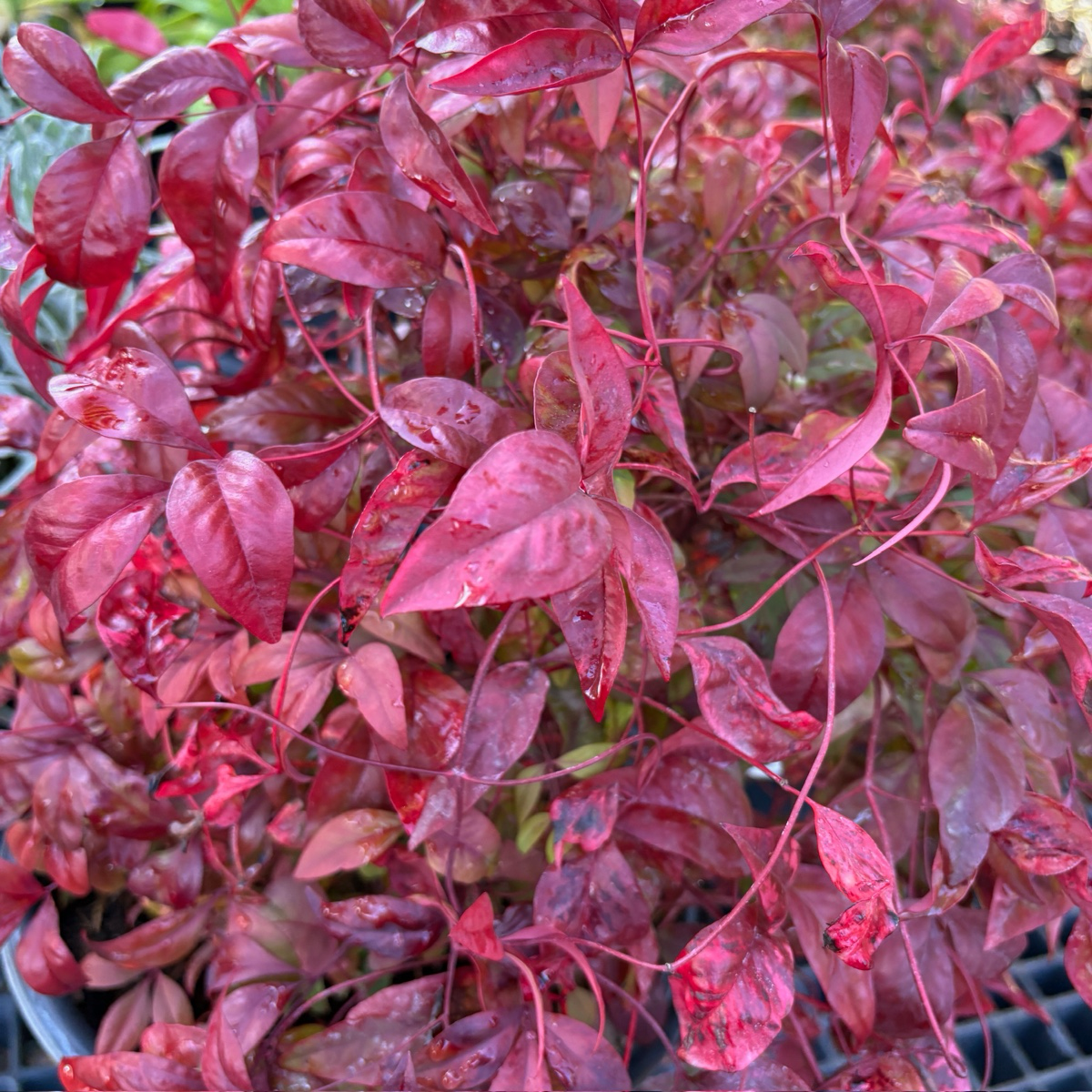 Firepower Heavenly Bamboo 