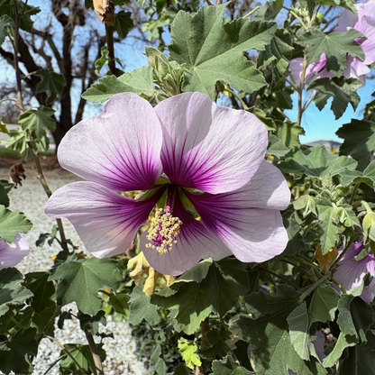 Bicolor Tree Mallow