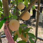 Shiro Plum