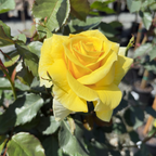 丰花月季-阳光精灵