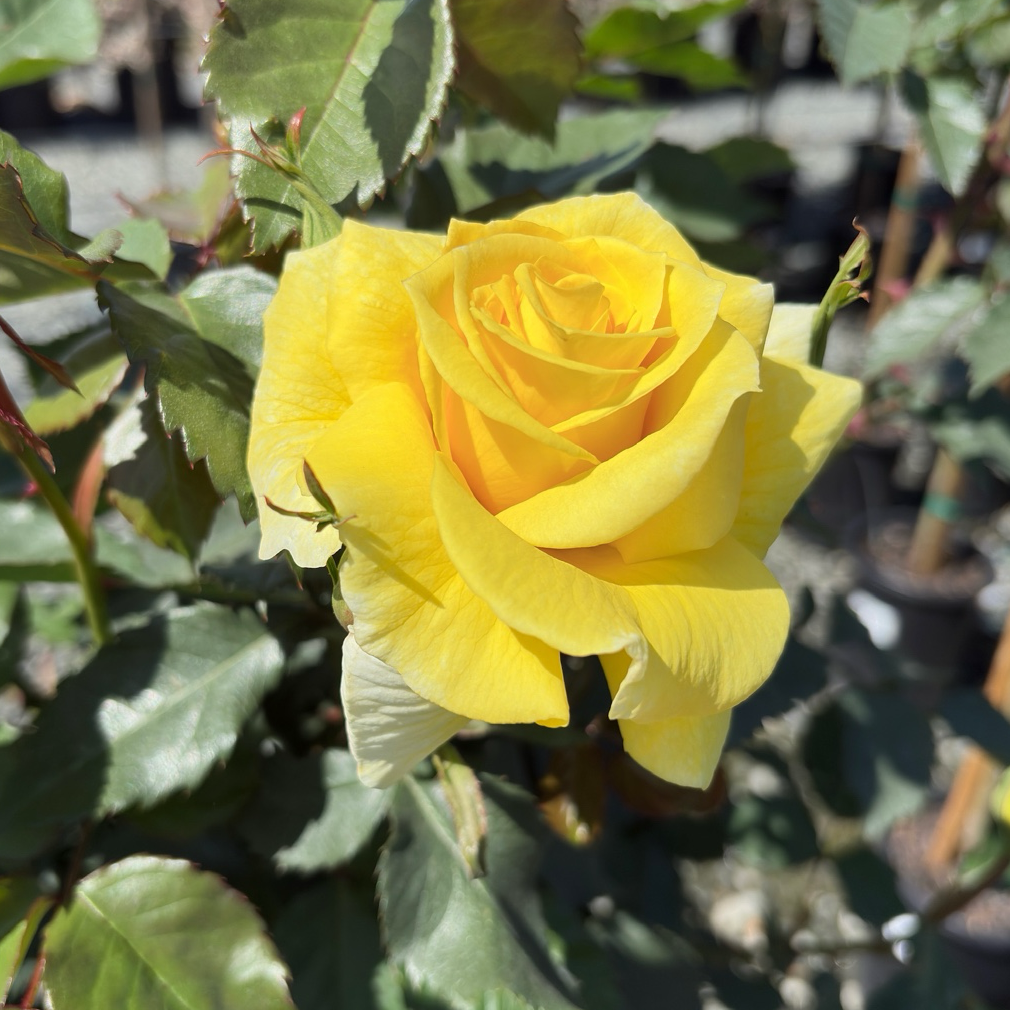 丰花月季-阳光精灵