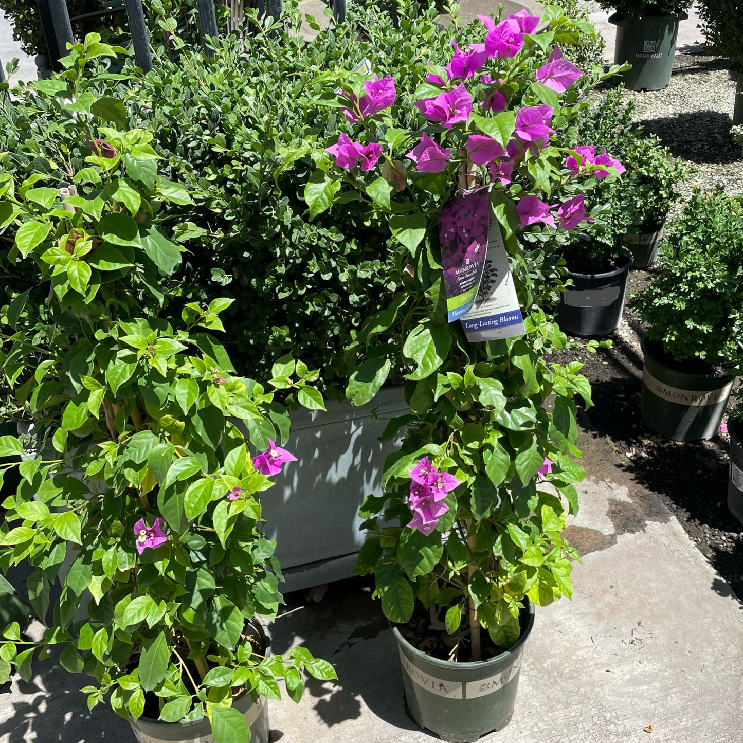 Bougainvillea-Purple Flower