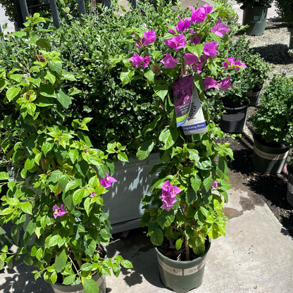 Bougainvillea-Purple Flower