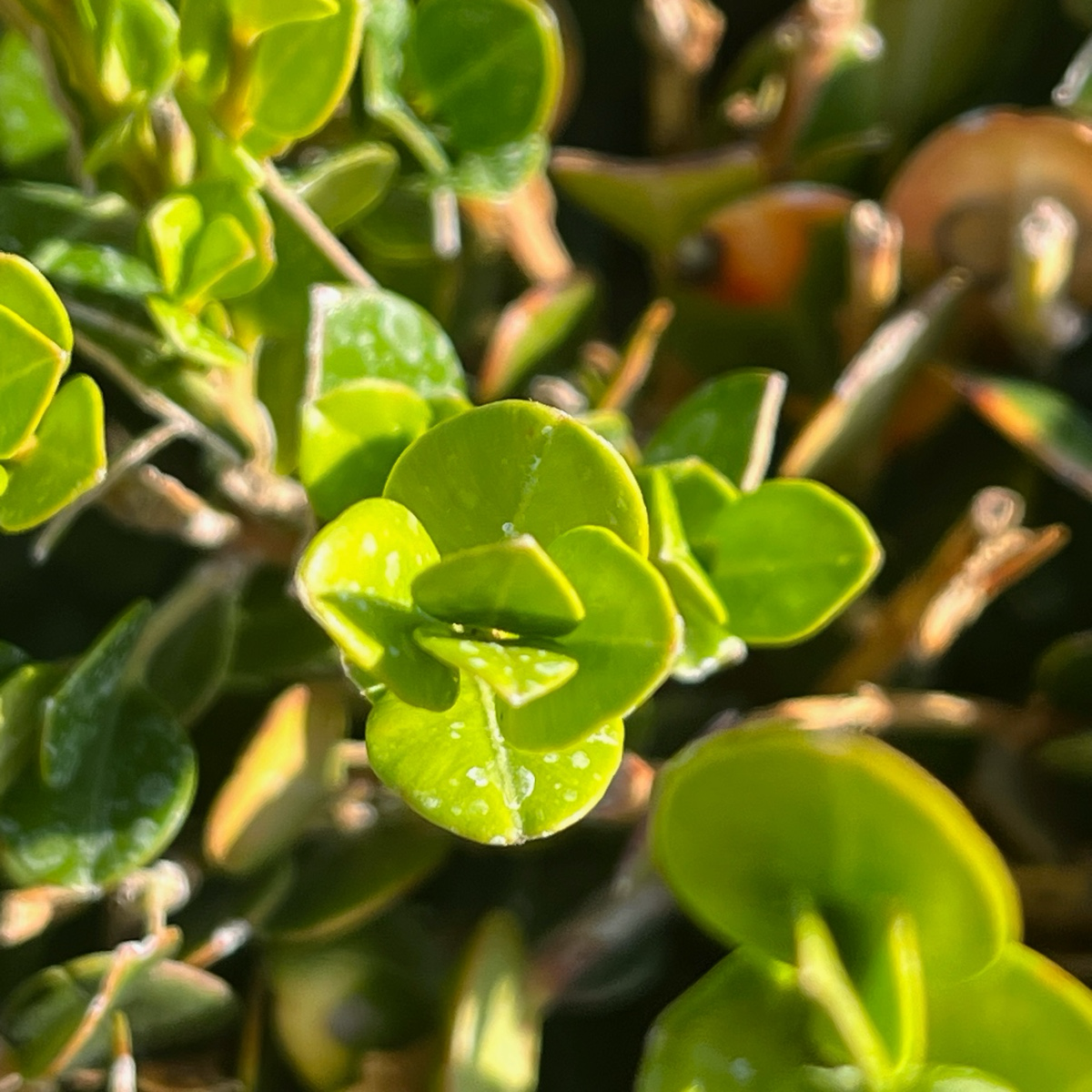 Winter Gem Boxwood