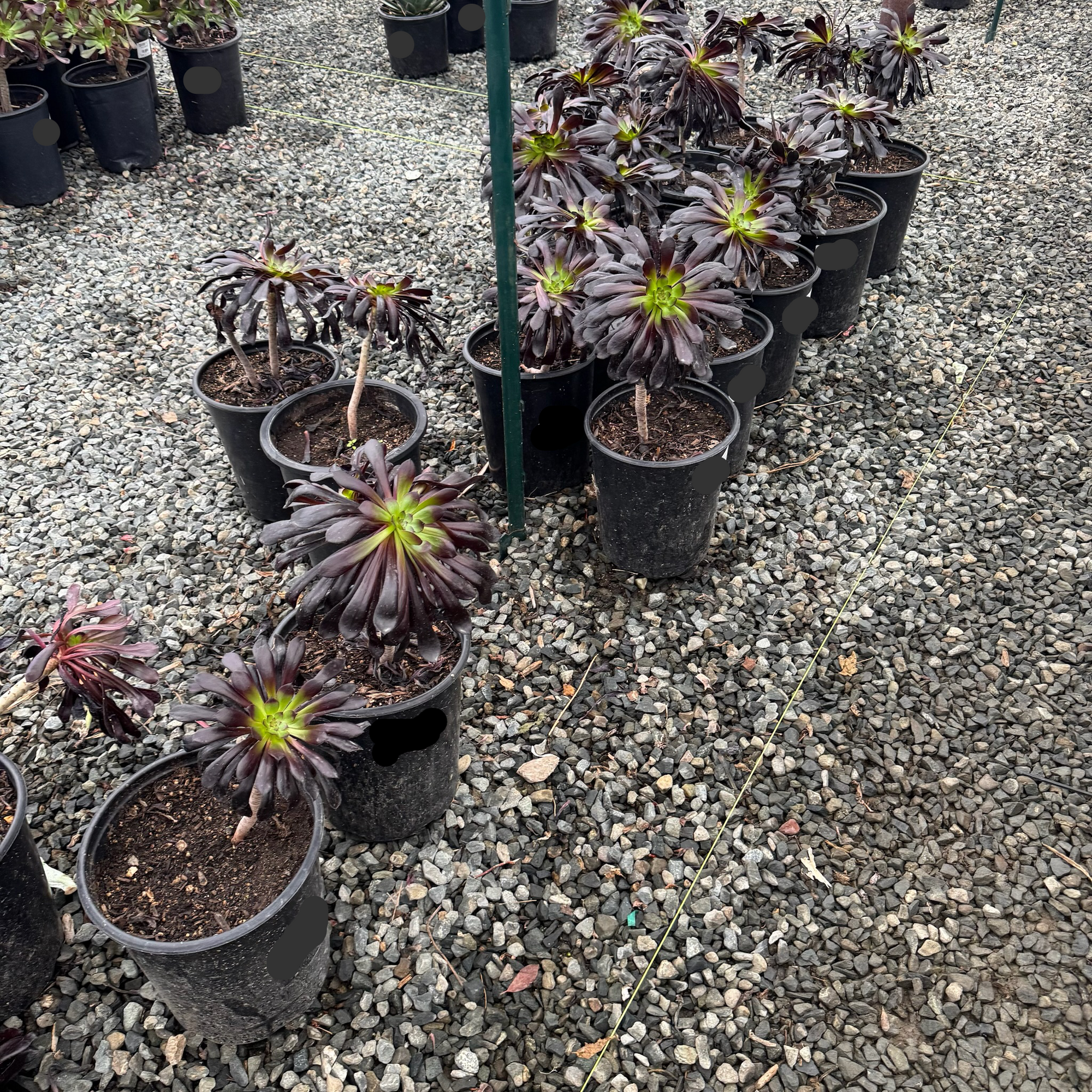 Black Rose Aeonium