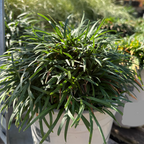 Dwarf Mondo Grass