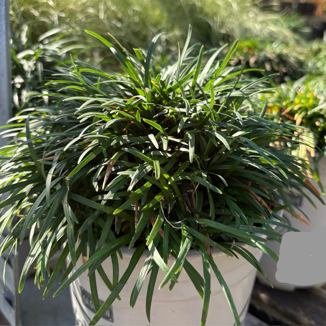Dwarf Mondo Grass