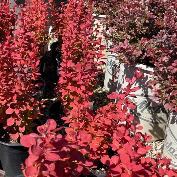 Berberis vulgaris - Orange Berberis