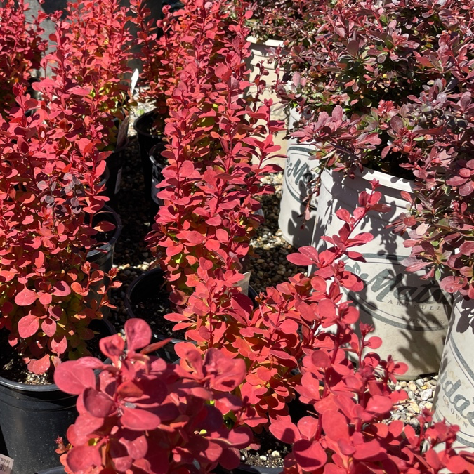 Orange Rocket Barberry